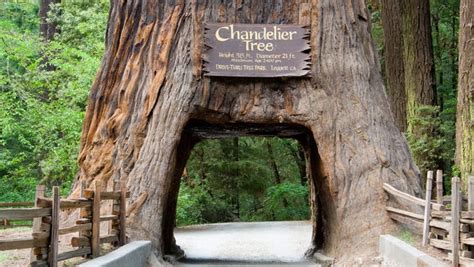 California redwood trees: 5 ways to see the massive trees