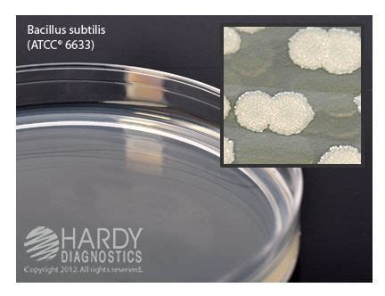 Hardy Diagnostics Prepared Plates Tryptic Soy Agar TSA USP LabX