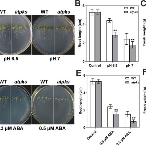 Atpks Mutant Suppressed Plant Ph Tolerance And Enhanced Aba Sensitivity