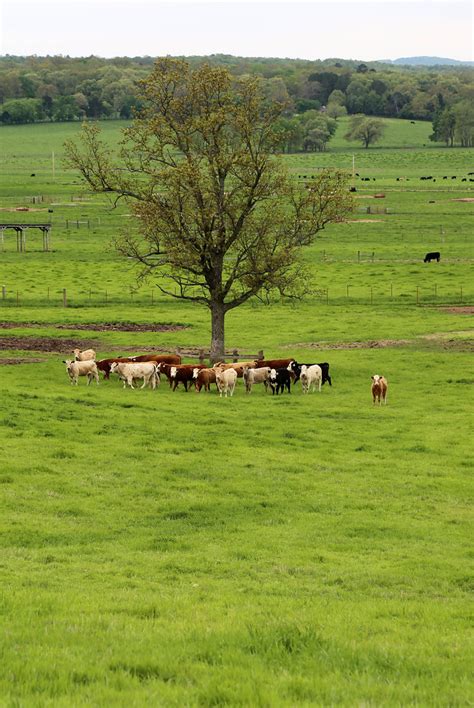 Herd Vertical Herd Gathers Under A Tree At The Batesv Flickr