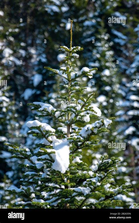 Georgia Pine Tree High Resolution Stock Photography and Images - Alamy