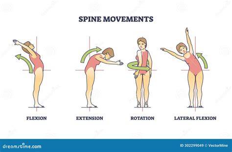 Spine Movements With Flexion Extension And Rotation Poses Outline Diagram Stock Vector