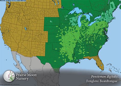 Prairie Moon Nursery Seeds Penstemon Digitalis Foxglove Beardtongue