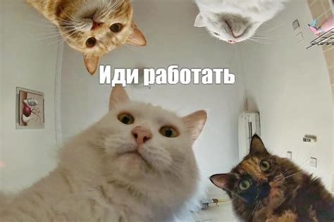 Лучшие мемы с котами (70 картинок) 🔥 Pinme.ru