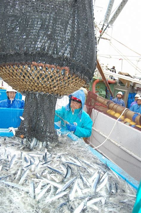 千葉・銚子漁港、2年ぶりにサンマ水揚げ 水槽いっぱい35トン 写真特集14 毎日新聞