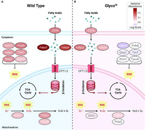 Cellular Stress Responses To Hfd Differ Between Wt And Glyco Hi Hearts