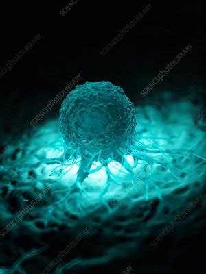 Illustration Of A Cancer Cell Stock Image F023 5014 Science Photo