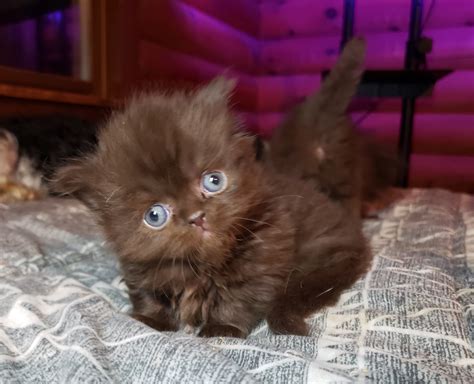 Little Foot Kittens - Minuet,Persians and Exotic Short Hair Kittens