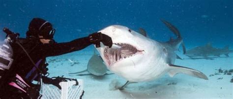 Photographer Gets Up Close And Personal With A Sharks Mouth 11 Pics