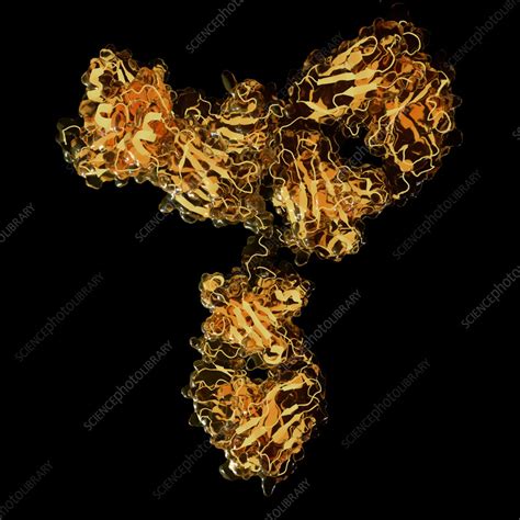 Antibody Structure Illustration Stock Image F035 6145 Science