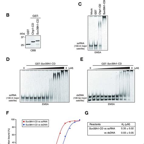 Both Suv H Cd S Nucleic Acid Binding And H K Me Binding Contribute To