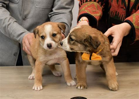 Promoverán adopción de perros y gatos sin hogar Libera Radio