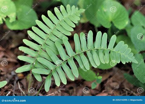 Christmas Fern Fronds Curving Up From Ground Stock Image Image Of