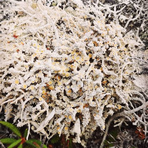 The Hidden World Of Lichens With Felicity Roberts Atlas Obscura