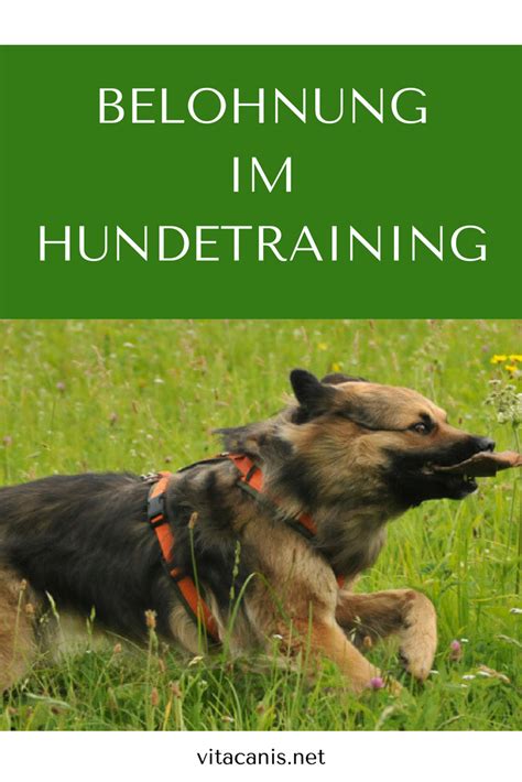 Belohnung Im Hundetraining Vitacanis Hundetraining H Ndchen