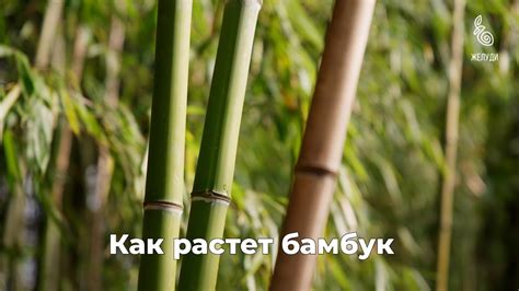 Как растет бамбук - YouTube