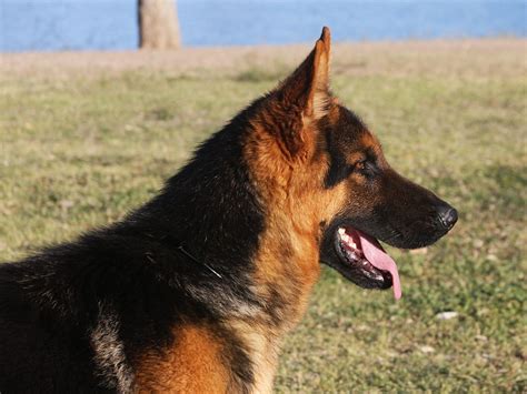 Black and Red German Shepherd Dog for sale - Zauberberg Kennels German ...