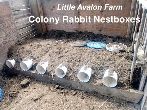 Raising Rabbits For Meat In A Colony Raising Rabbits For Meat