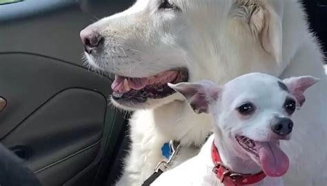 Un Petit Chien En Deuil De La Perte De Son Meilleur Ami Se Blottit