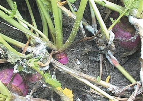 Turnip | Diseases and Pests, Description, Uses, Propagation