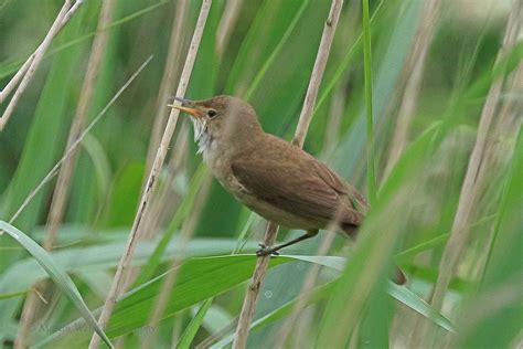 Sunday Th June Cornwall Birds Cbwps