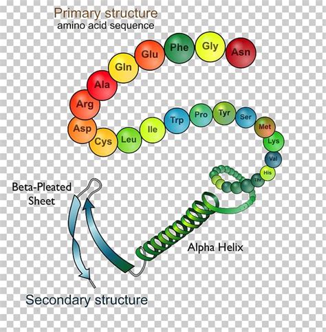 Protein Structure Protein Folding Biology PNG, Clipart, Amino Acid, Area, Art, Biology, Body ...