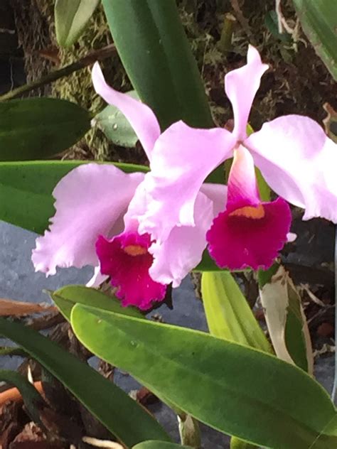 Cattleya Sp Beautiful Orchids