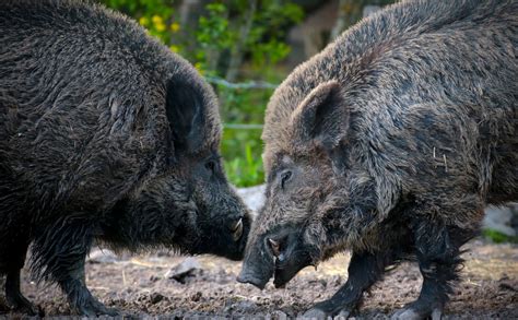 Meurthe Et Moselle Que Devient Le Gibier Prélevé à Lissue De La Chasse