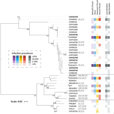 Raxml Phylogenetic Tree Showing Relationship Among Haemosporidian