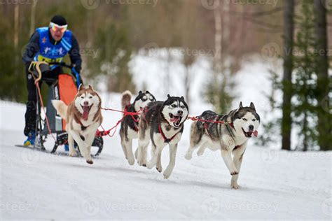 Husky Sled Dog Racing 13032193 Stock Photo At Vecteezy