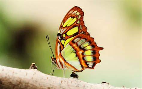 20 Biggest Butterfly Species in the World - Insectic