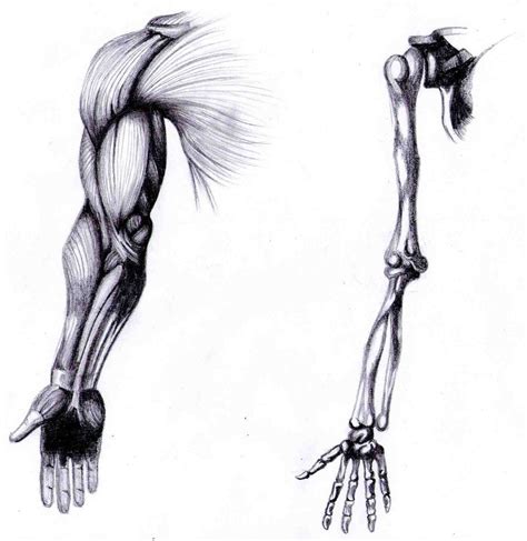 Skeleton Arm Sketch at PaintingValley.com | Explore collection of ...