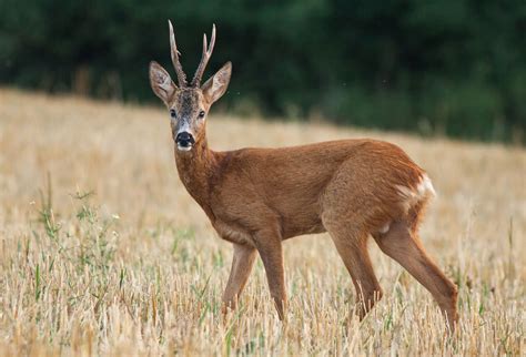 Deer Antlers Habitats Grazers Britannica