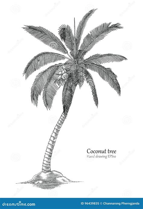 Coconut Tree Drawing