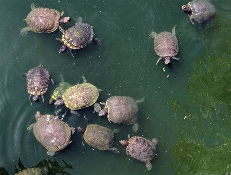 Turtles Swimming Free Stock Photo - Public Domain Pictures