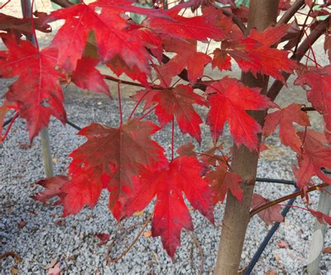 Acer X Freemanii Jeffersred Autumn Blaze Maple Jeffers Red Maple