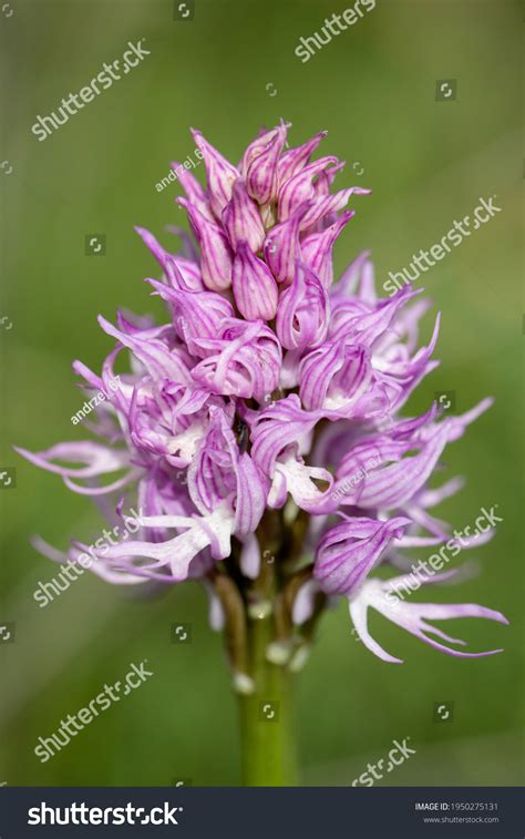Naked Man Orchid Orchis Italica On Stock Photo 1950275131 Shutterstock