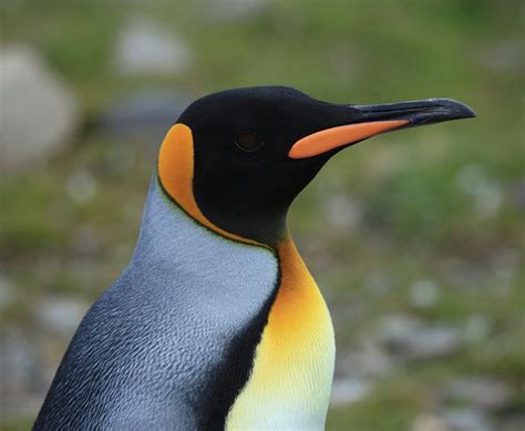 Birds of The World: Penguins (Spheniscidae)