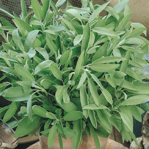 Semená: Šalvia lekárska | KOBA Záhrada