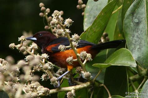 Martinique Oriole Pictures Page 1