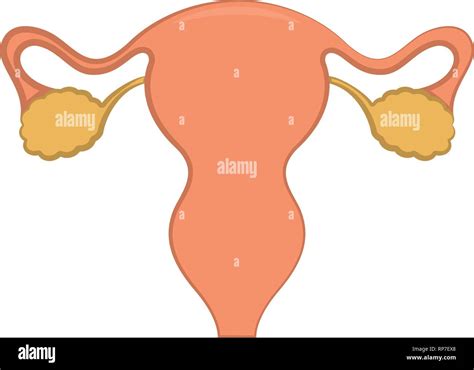 Medicine Uterine Stock Vector Images Alamy