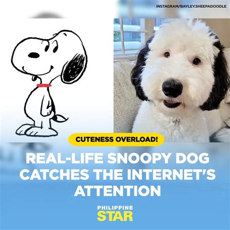 The Philippine Star On Twitter Meet Bayley The Real Life Snoopy