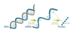 What is the role of mRNA in protein synthesis? - Protein Synthesis