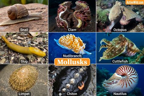 Invertebrates Examples With Pictures & Interesting Facts