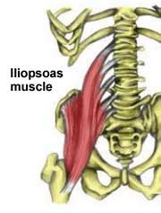 Iliopsoas - Location, Innervation, Function and Pictures