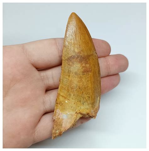 Dinosaure Dent Fossile Nicely Serrated 9cm Carcharodontosaurus