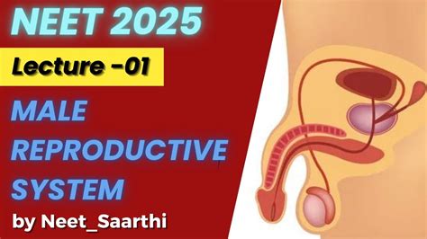 Male Reproductive System 🔥 Class 12 Human Reproduction Neet Strategy