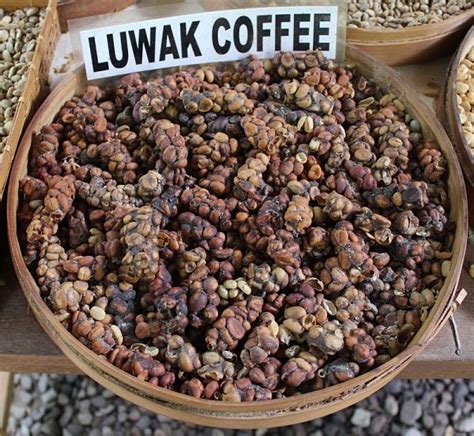 Кофе Лювак (Kopi Luwak): описание, история и виды марки