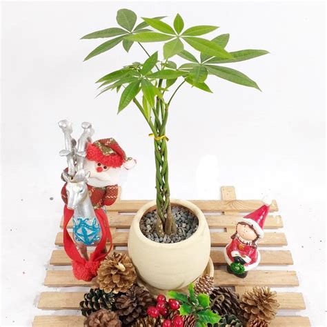 Jual Tanaman Bunga Pachira Kepang Pachira Aquatica Money Tree