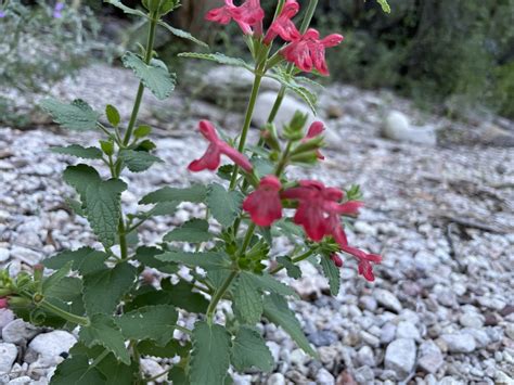 Scarlet Hedgenettle From Graham County AZ USA On July 30 2024 At 06